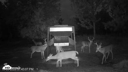 Leesburg Georgia Live Deer Feeder Webcam - Oct 5, 2026, 7:42pm EDT