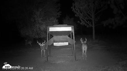Leesburg Georgia Live Deer Feeder Webcam - Oct 21, 2026, 5:26am EDT