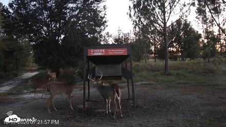 Leesburg Georgia Live Deer Feeder Webcam - Oct 17, 2026, 7:22pm EDT