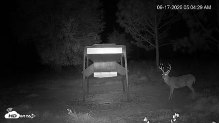 Leesburg Georgia Live Deer Feeder Webcam - Sep 17, 2026, 5:04am EDT