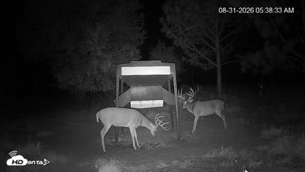 Leesburg Georgia Live Deer Feeder Webcam - Aug 31, 2026, 5:38am EDT