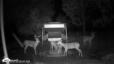 Leesburg Georgia Live Deer Feeder Webcam - Oct 5, 2026, 12:50am EDT