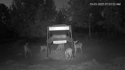 Leesburg Georgia Live Deer Feeder Webcam - Oct 3, 2025, 7:03am EDT