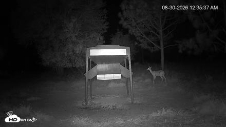 Leesburg Georgia Live Deer Feeder Webcam - Aug 30, 2026, 12:35am EDT