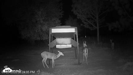 Leesburg Georgia Live Deer Feeder Webcam - Sep 23, 2026, 8:24pm EDT