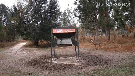 Leesburg Georgia Live Deer Feeder Webcam - Dec 24, 2025, 7:20am EST