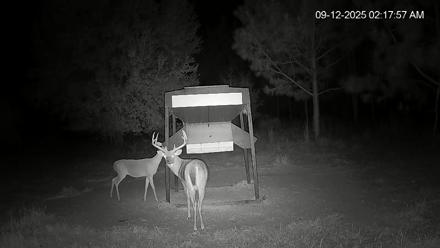 Leesburg Georgia Live Deer Feeder Webcam - Sep 12, 2025, 2:18am EDT