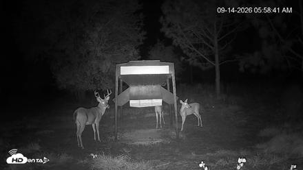 Leesburg Georgia Live Deer Feeder Webcam - Sep 14, 2026, 5:59am EDT