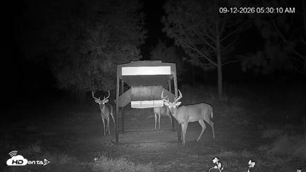 Leesburg Georgia Live Deer Feeder Webcam - Sep 12, 2026, 5:30am EDT