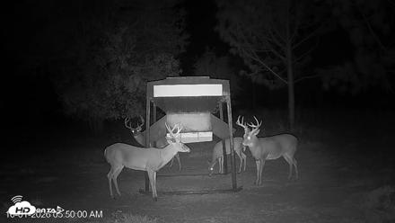 Leesburg Georgia Live Deer Feeder Webcam - Oct 1, 2026, 5:49am EDT