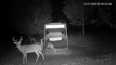 Leesburg Georgia Live Deer Feeder Webcam - Dec 23, 2025, 6:39am EST