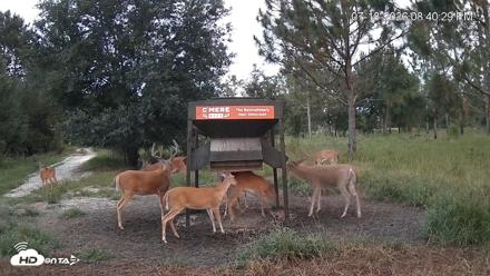 Leesburg Georgia Live Deer Feeder Webcam - Jul 18, 2026, 8:40pm EDT