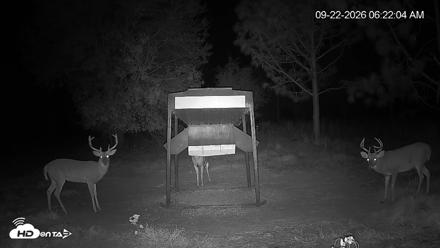 Leesburg Georgia Live Deer Feeder Webcam - Sep 22, 2026, 6:22am EDT