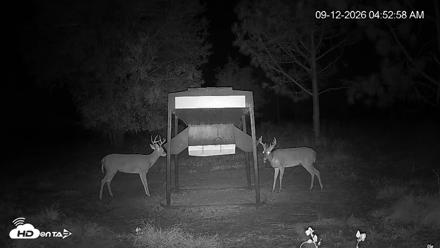 Leesburg Georgia Live Deer Feeder Webcam - Sep 12, 2026, 4:53am EDT
