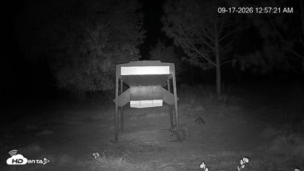 Leesburg Georgia Live Deer Feeder Webcam - Sep 17, 2026, 12:57am EDT