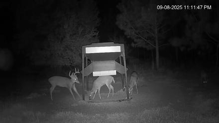 Leesburg Georgia Live Deer Feeder Webcam - Sep 8, 2025, 11:12pm EDT