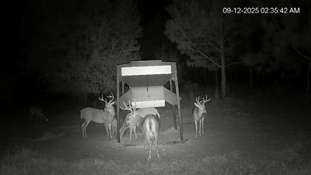 Leesburg Georgia Live Deer Feeder Webcam - Sep 12, 2025, 2:36am EDT