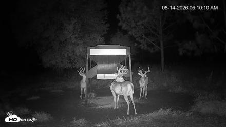 Leesburg Georgia Live Deer Feeder Webcam - Aug 14, 2026, 6:10am EDT