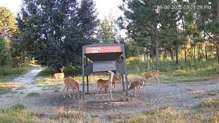 Leesburg Georgia Live Deer Feeder Webcam - Sep 2, 2025, 7:22pm EDT