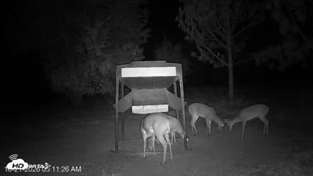 Leesburg Georgia Live Deer Feeder Webcam - Oct 21, 2026, 5:11am EDT