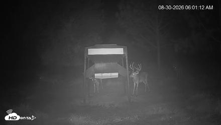 Leesburg Georgia Live Deer Feeder Webcam - Aug 30, 2026, 6:00am EDT