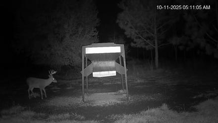 Leesburg Georgia Live Deer Feeder Webcam - Oct 11, 2025, 5:11am EDT