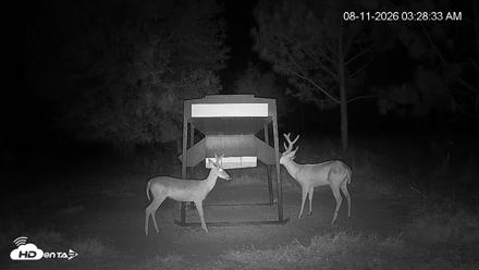 Leesburg Georgia Live Deer Feeder Webcam - Aug 11, 2026, 3:28am EDT