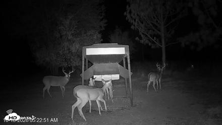 Leesburg Georgia Live Deer Feeder Webcam - Oct 18, 2026, 5:23am EDT