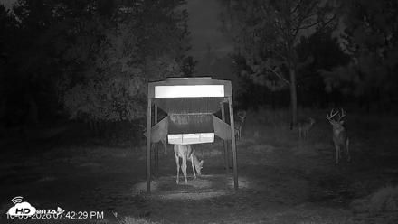 Leesburg Georgia Live Deer Feeder Webcam - Oct 5, 2026, 7:42pm EDT