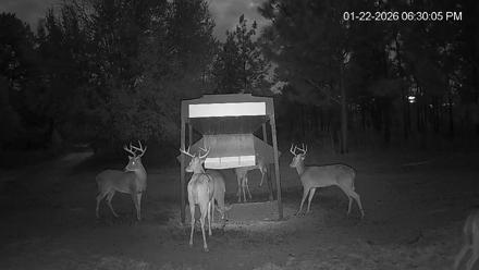 Leesburg Georgia Live Deer Feeder Webcam - Jan 22, 2026, 6:30pm EST