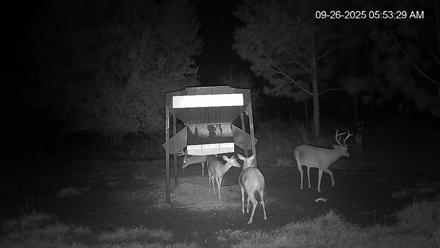 Leesburg Georgia Live Deer Feeder Webcam - Sep 26, 2025, 5:53am EDT