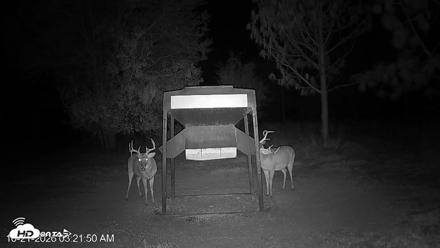 Leesburg Georgia Live Deer Feeder Webcam - Oct 21, 2026, 3:22am EDT