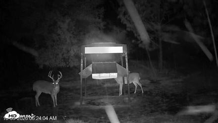 Leesburg Georgia Live Deer Feeder Webcam - Oct 5, 2026, 6:23am EDT