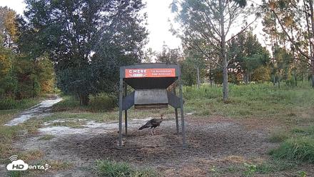 Leesburg Georgia Live Deer Feeder Webcam - Sep 13, 2026, 7:19pm EDT