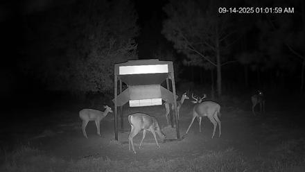 Leesburg Georgia Live Deer Feeder Webcam - Sep 14, 2025, 1:02am EDT