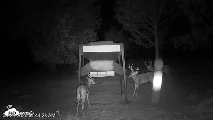Leesburg Georgia Live Deer Feeder Webcam - Sep 23, 2026, 4:44am EDT