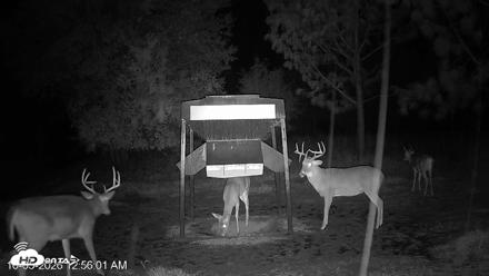 Leesburg Georgia Live Deer Feeder Webcam - Oct 5, 2026, 12:55am EDT