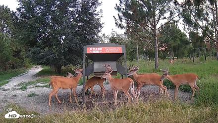 Leesburg Georgia Live Deer Feeder Webcam - Jun 23, 2026, 8:49pm EDT