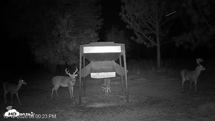 Leesburg Georgia Live Deer Feeder Webcam - Oct 12, 2026, 7:59pm EDT