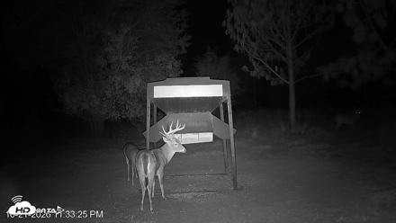 Leesburg Georgia Live Deer Feeder Webcam - Oct 21, 2026, 11:33pm EDT