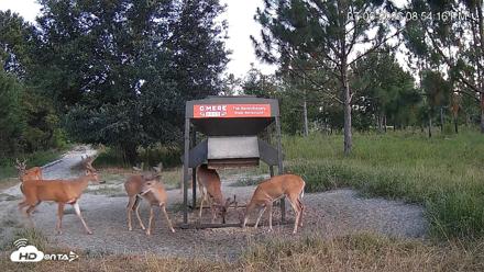 Leesburg Georgia Live Deer Feeder Webcam - Jul 5, 2026, 8:54pm EDT
