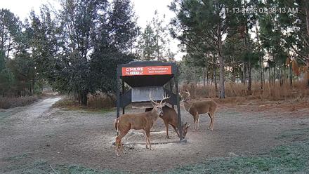 Leesburg Georgia Live Deer Feeder Webcam - Jan 13, 2026, 7:38am EST