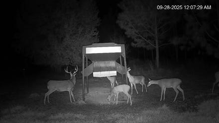 Leesburg Georgia Live Deer Feeder Webcam - Sep 28, 2025, 12:07am EDT