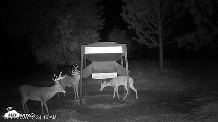 Leesburg Georgia Live Deer Feeder Webcam - Oct 11, 2026, 12:33am EDT