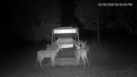 Leesburg Georgia Live Deer Feeder Webcam - Feb 8, 2026, 9:38pm EST