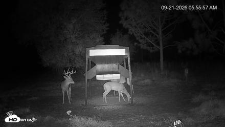 Leesburg Georgia Live Deer Feeder Webcam - Sep 21, 2026, 5:56am EDT