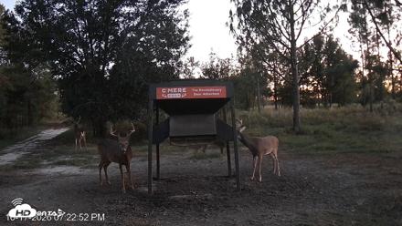 Leesburg Georgia Live Deer Feeder Webcam - Oct 17, 2026, 7:23pm EDT