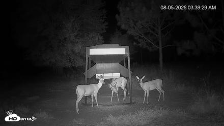 Leesburg Georgia Live Deer Feeder Webcam - Aug 5, 2026, 3:39am EDT
