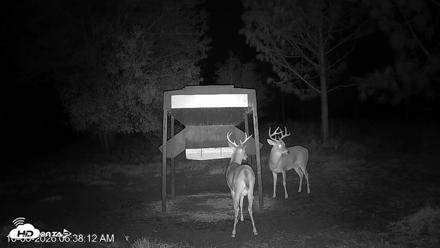 Leesburg Georgia Live Deer Feeder Webcam - Oct 6, 2026, 6:37am EDT
