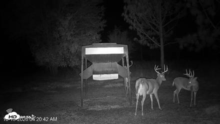 Leesburg Georgia Live Deer Feeder Webcam - Oct 13, 2026, 4:20am EDT
